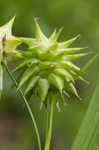 Gray's sedge